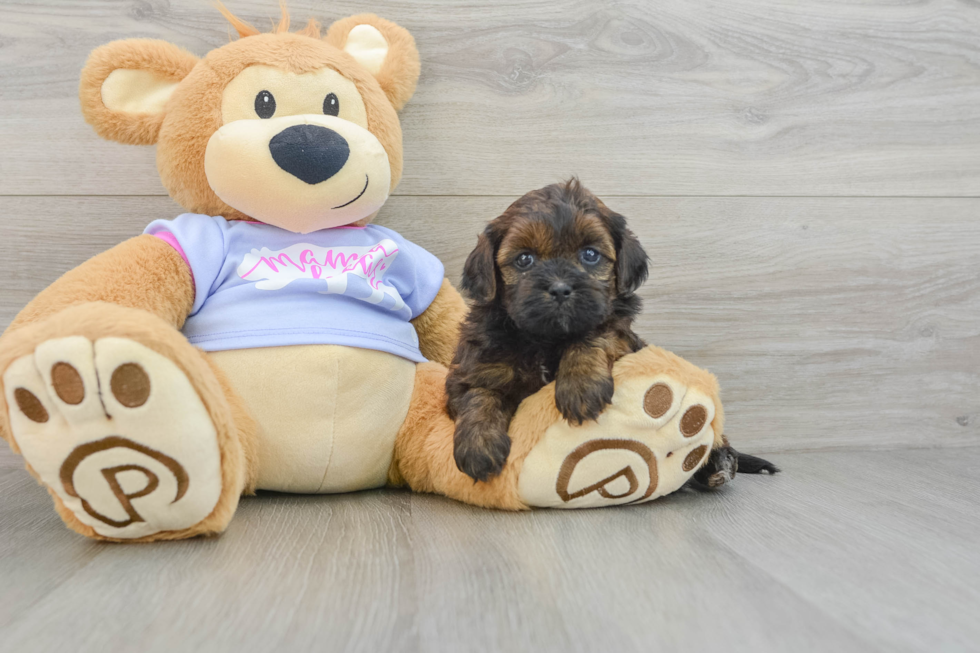 Best Teddy Bear Baby