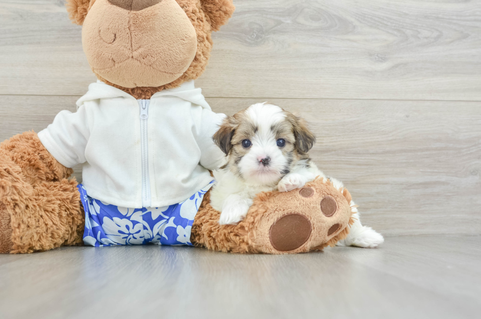 6 week old Teddy Bear Puppy For Sale - Premier Pups