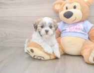 7 week old Teddy Bear Puppy For Sale - Premier Pups