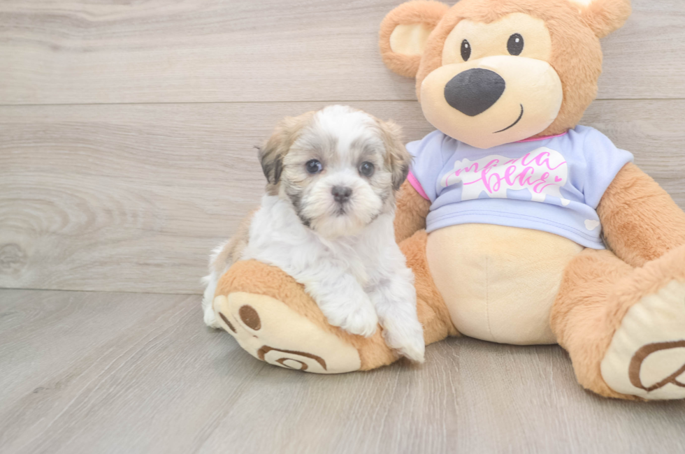 6 week old Teddy Bear Puppy For Sale - Premier Pups