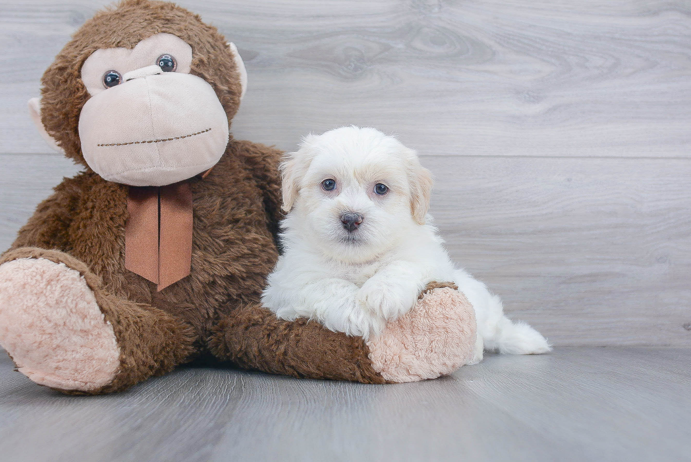 Small Teddy Bear Baby