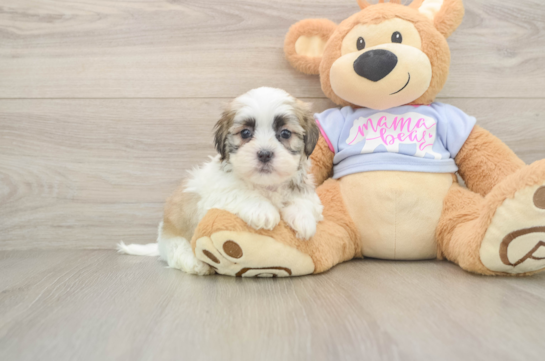 Teddy Bear Puppy for Adoption