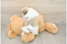 Teddy Bear Puppy for Adoption