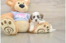 Friendly Teddy Bear Baby