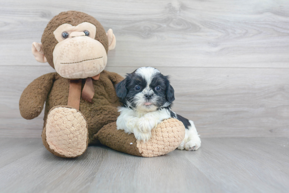 Teddy Bear Pup Being Cute