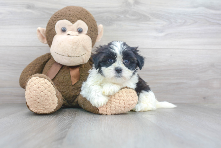 Funny Teddy Bear Designer Pup