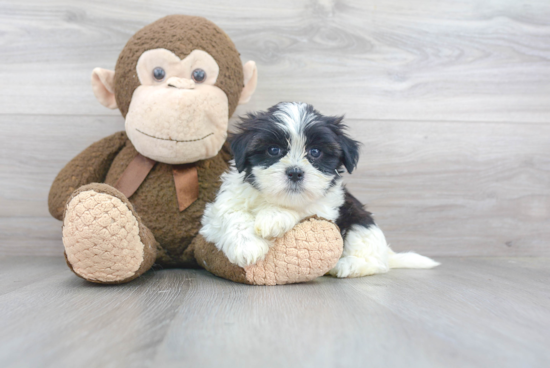 Funny Teddy Bear Designer Pup