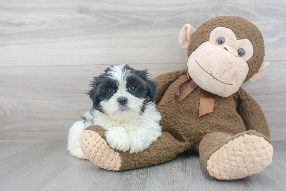 Friendly Teddy Bear Baby