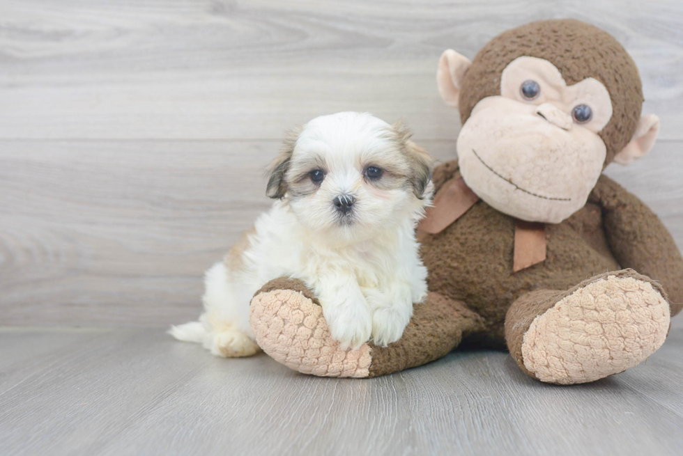 Teddy Bear Pup Being Cute