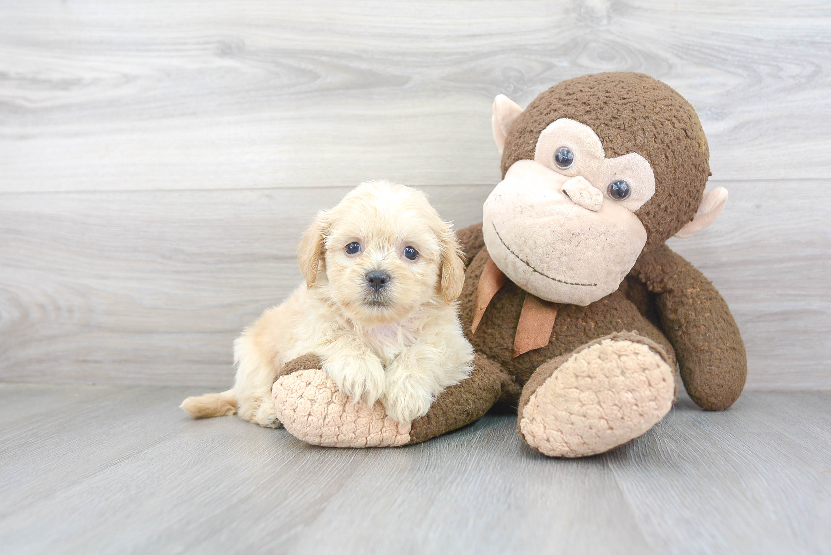 Teddy Bear Pup Being Cute