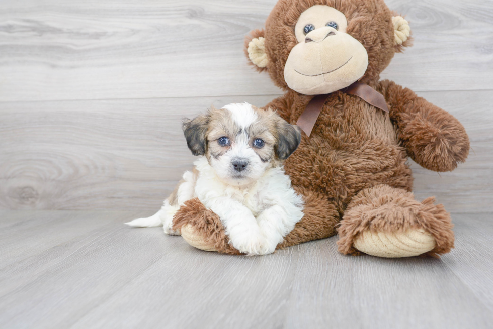 Teddy Bear Pup Being Cute