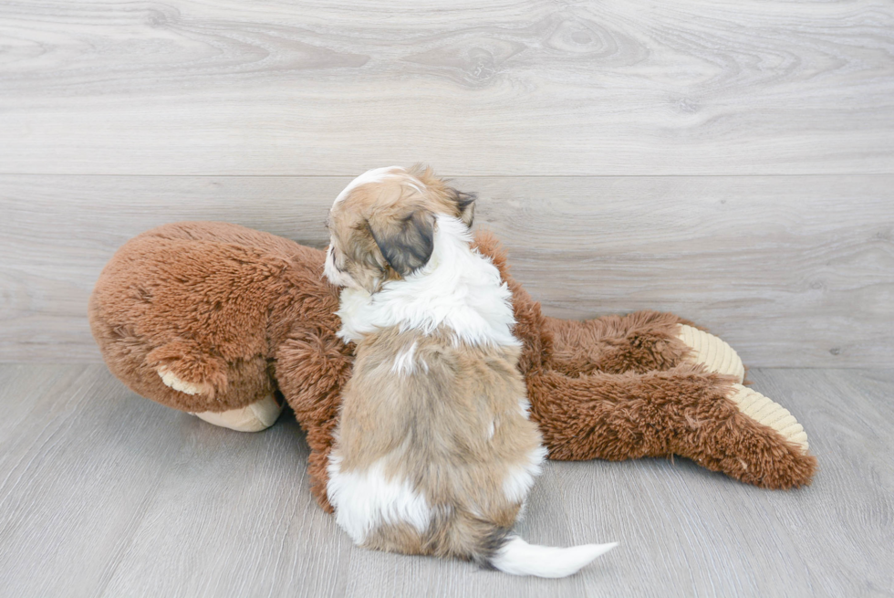 Teddy Bear Pup Being Cute