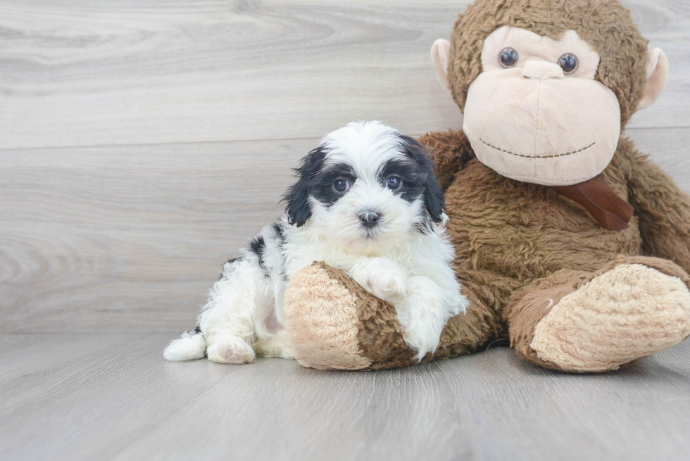 Friendly Teddy Bear Baby