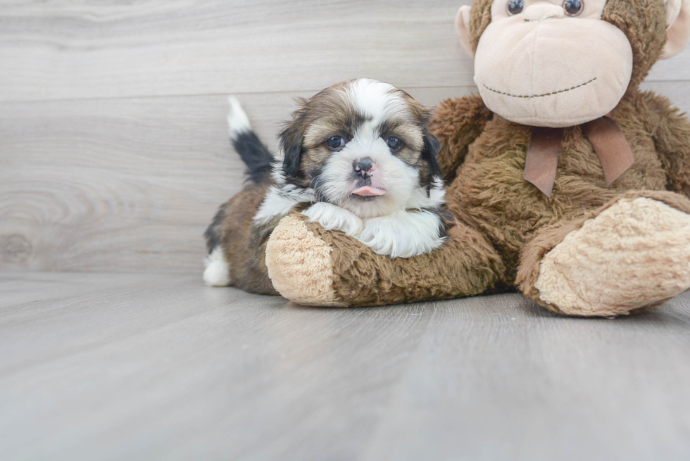 Funny Teddy Bear Designer Pup