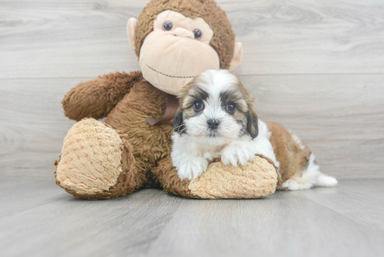 Teddy Bear Pup Being Cute