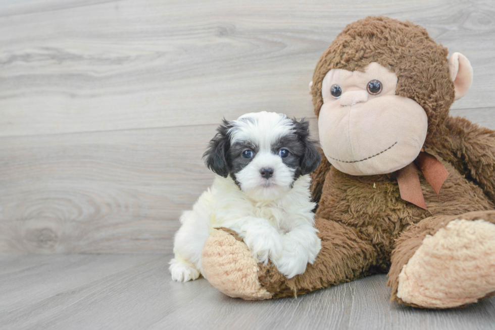 Teddy Bear Pup Being Cute