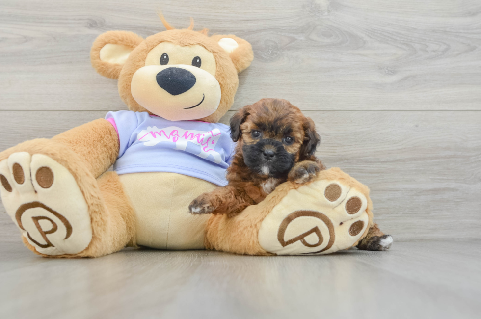 6 week old Teddy Bear Puppy For Sale - Premier Pups