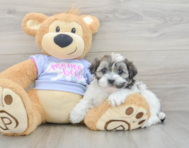 6 week old Teddy Bear Puppy For Sale - Premier Pups