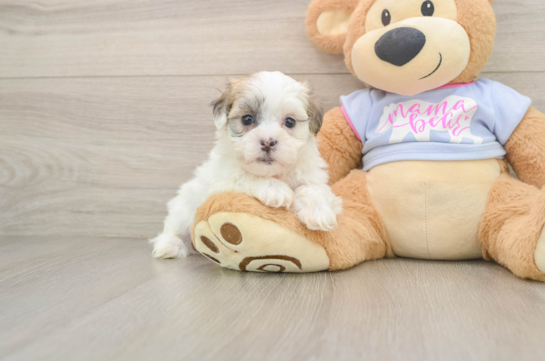 Teddy Bear Pup Being Cute