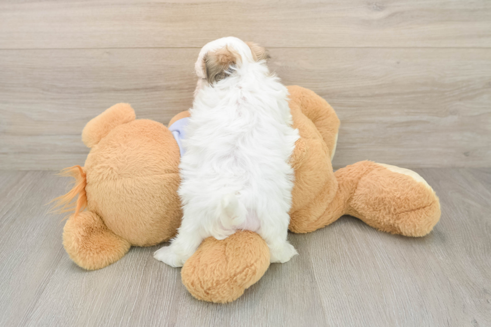 Teddy Bear Puppy for Adoption