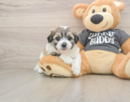 8 week old Teddy Bear Puppy For Sale - Premier Pups