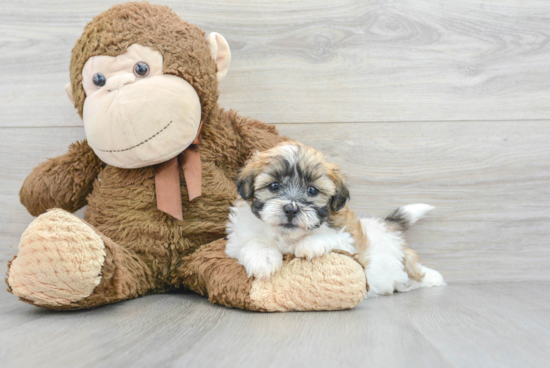 Teddy Bear Pup Being Cute