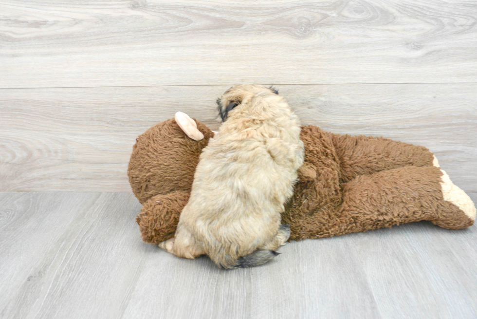 Teddy Bear Pup Being Cute