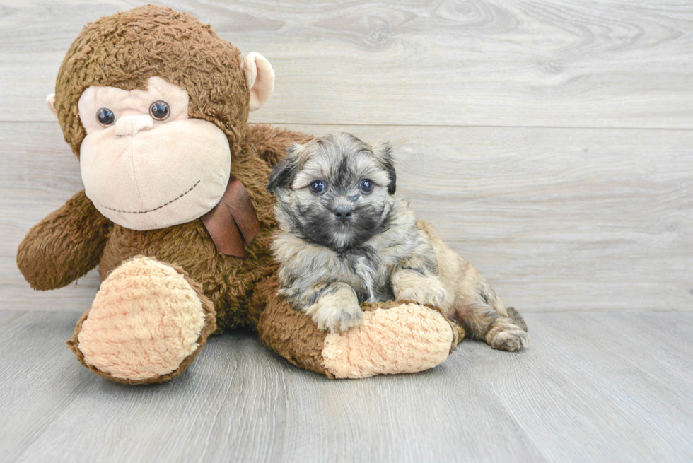 Teddy Bear Pup Being Cute