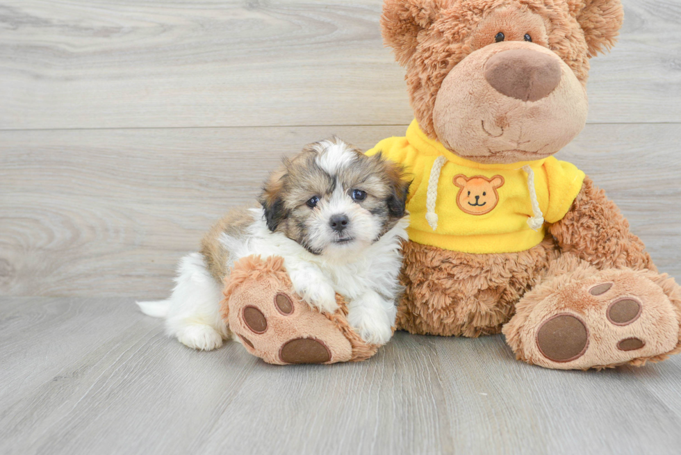 Teddy Bear Puppy for Adoption