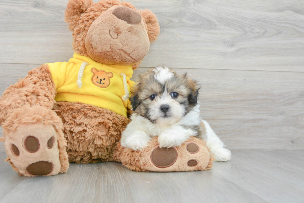 Best Teddy Bear Baby