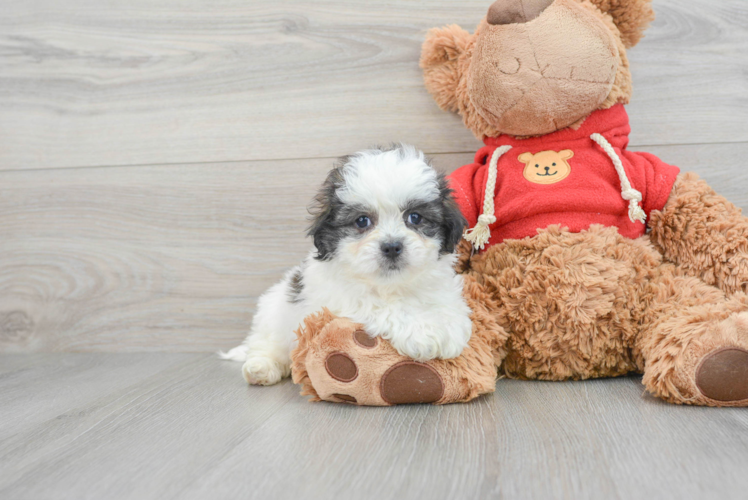 Playful Shichon Designer Puppy