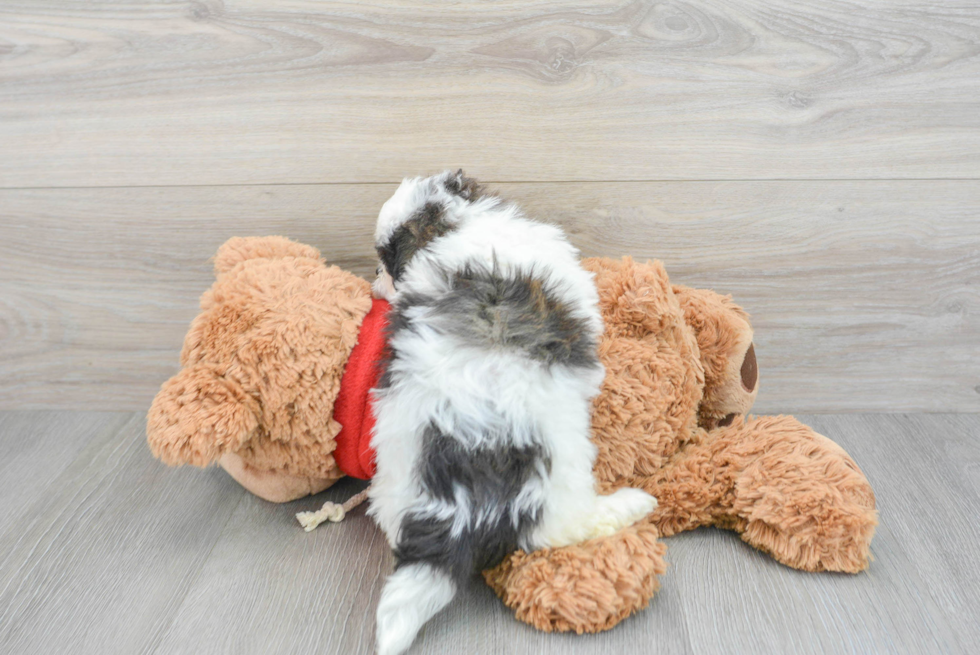 Small Teddy Bear Baby