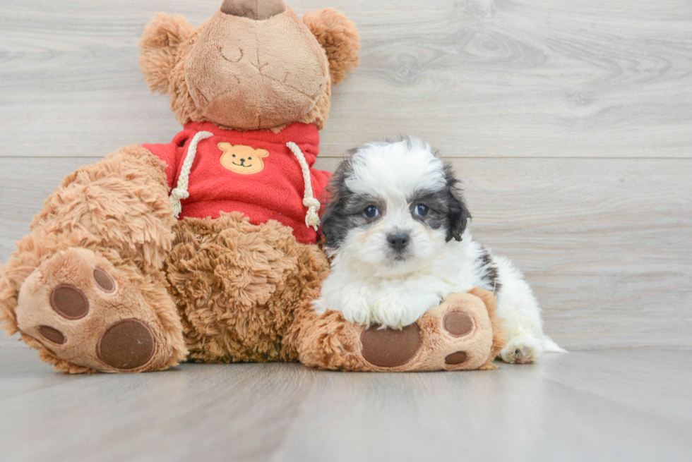 Playful Shi Chon Designer Puppy