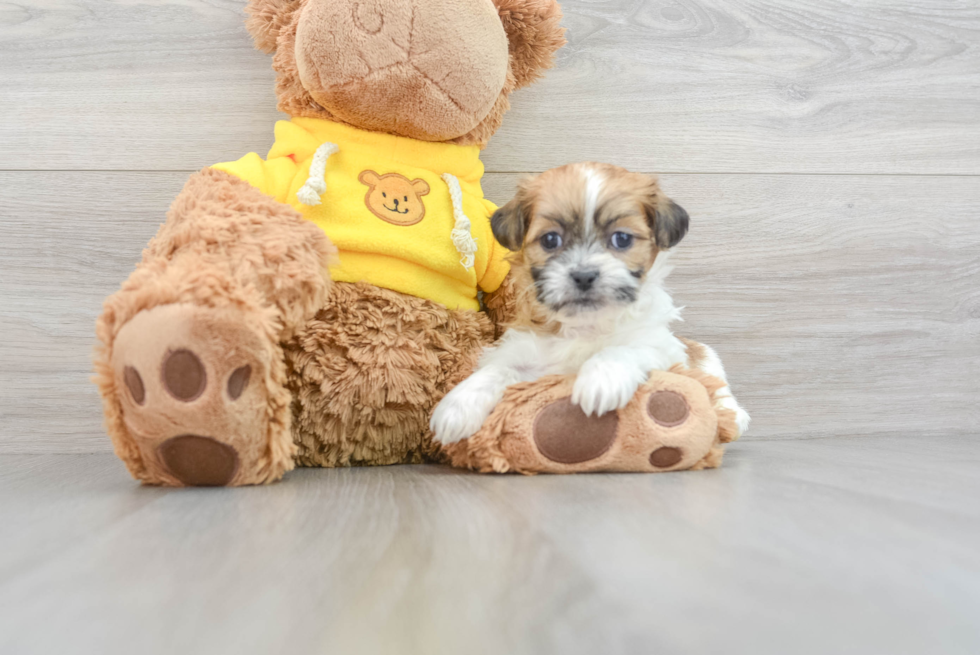 Teddy Bear Pup Being Cute