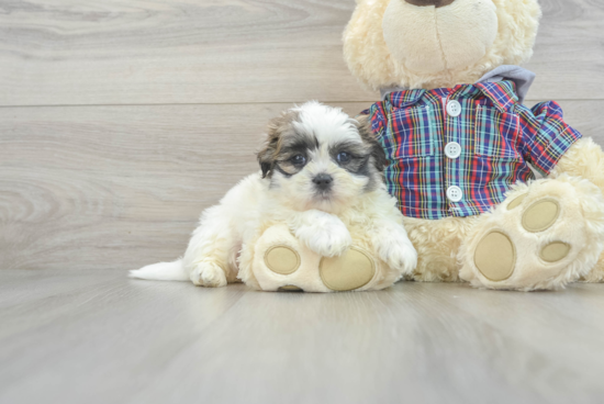 Teddy Bear Pup Being Cute