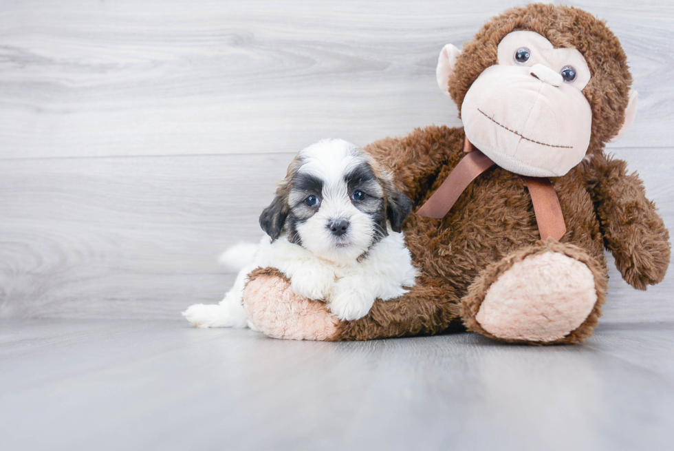 Teddy Bear Pup Being Cute