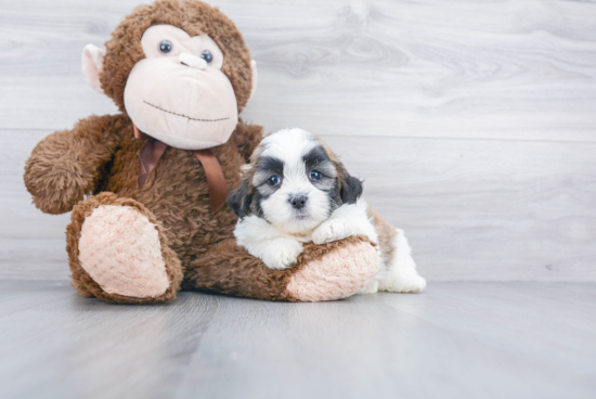 Happy Teddy Bear Baby