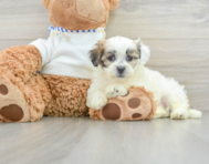 9 week old Teddy Bear Puppy For Sale - Premier Pups