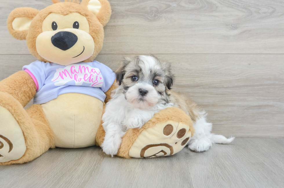 6 week old Teddy Bear Puppy For Sale - Premier Pups