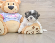7 week old Teddy Bear Puppy For Sale - Premier Pups