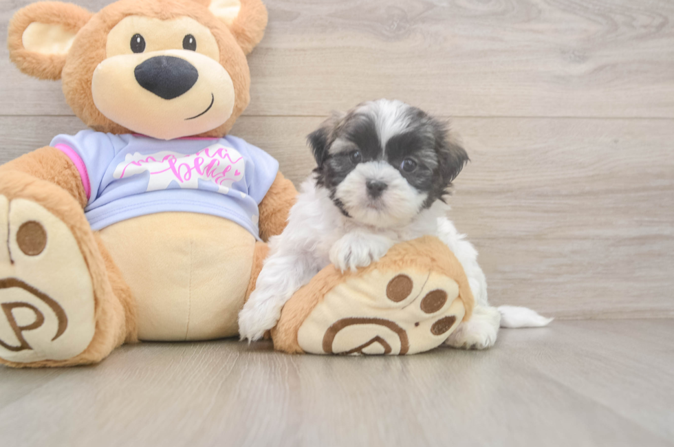 6 week old Teddy Bear Puppy For Sale - Premier Pups