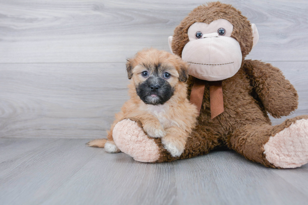 Funny Teddy Bear Designer Pup