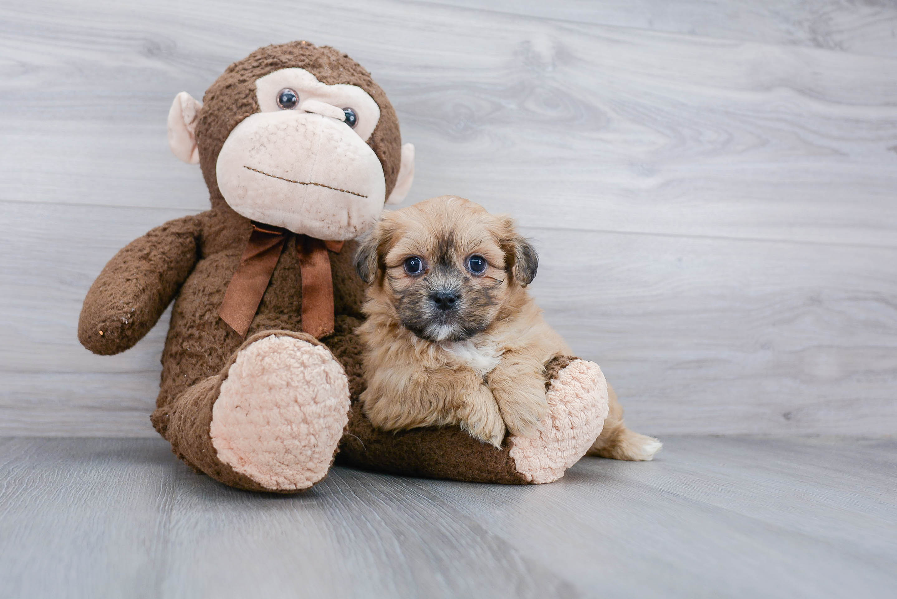 Best Teddy Bear Baby