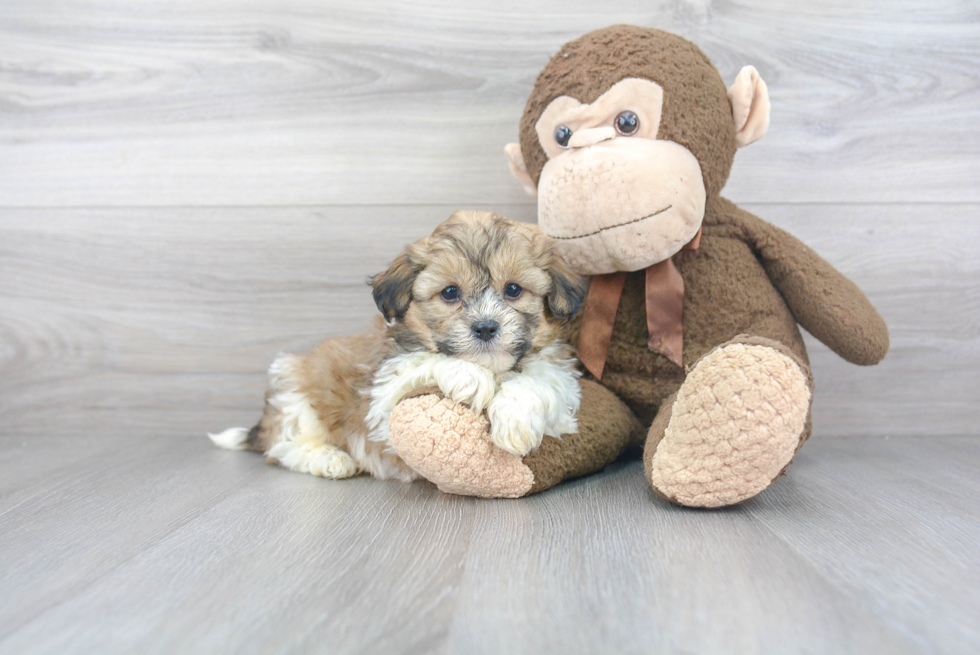 Smart Teddy Bear Designer Pup