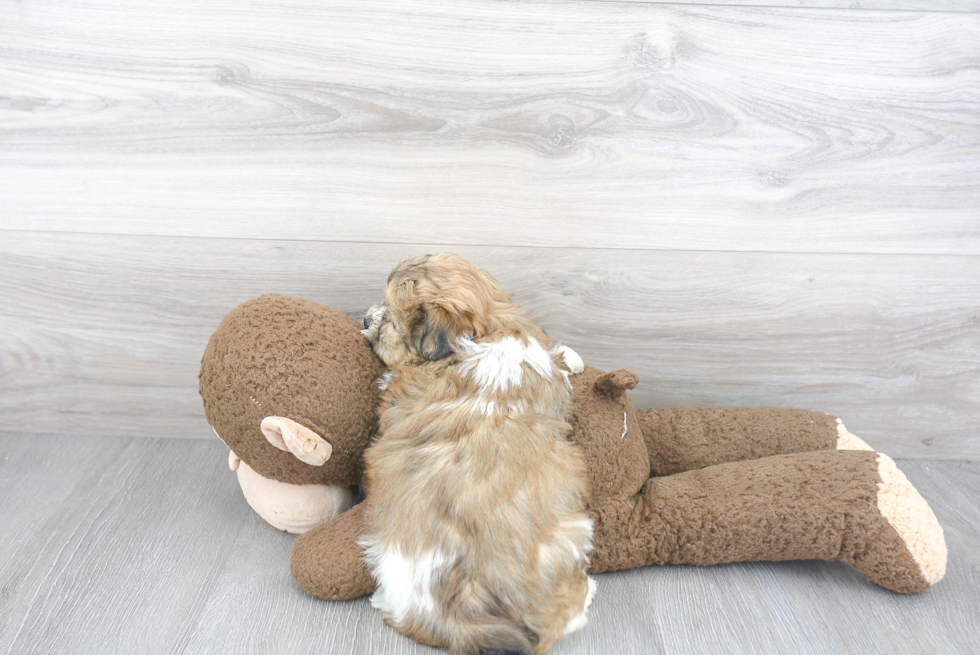 Teddy Bear Pup Being Cute