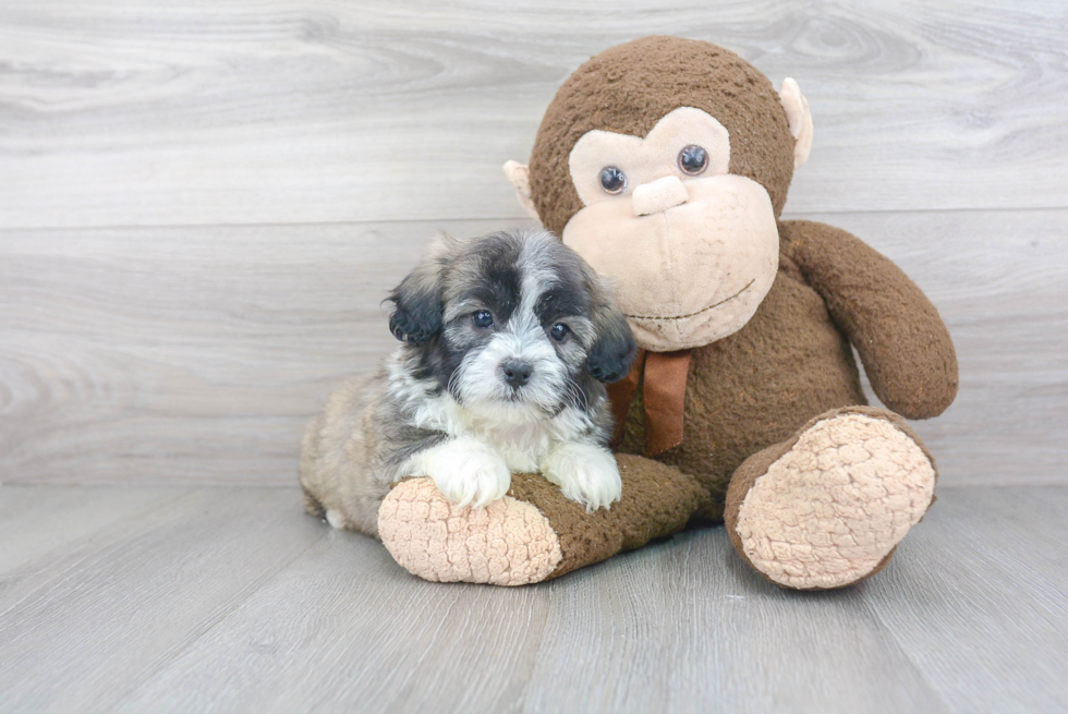 Hypoallergenic Shi Chon Designer Puppy