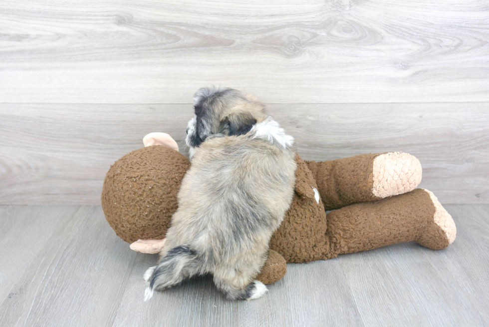 Teddy Bear Pup Being Cute