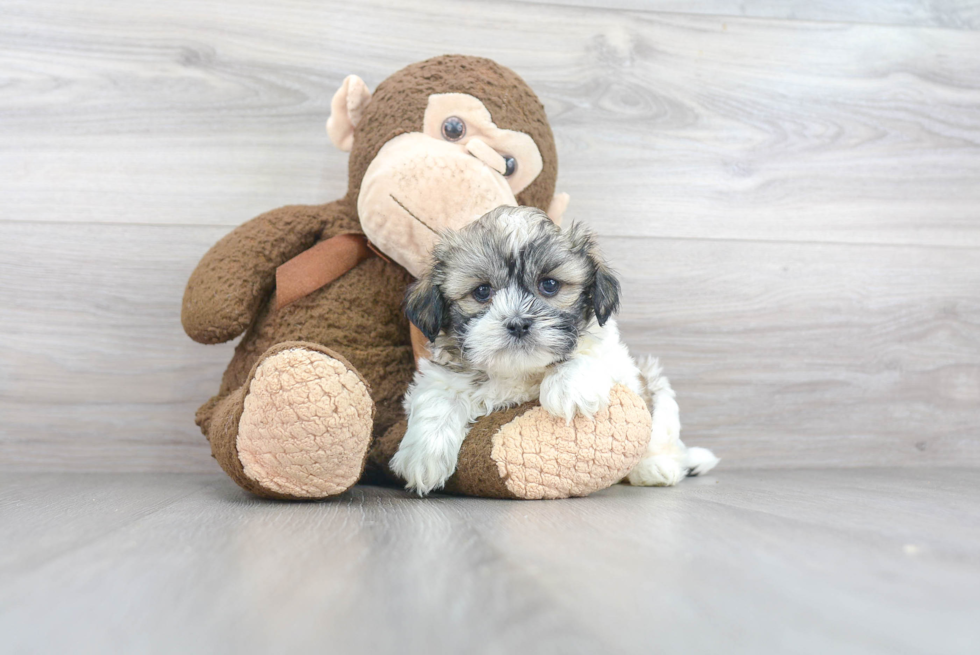 Teddy Bear Puppy for Adoption