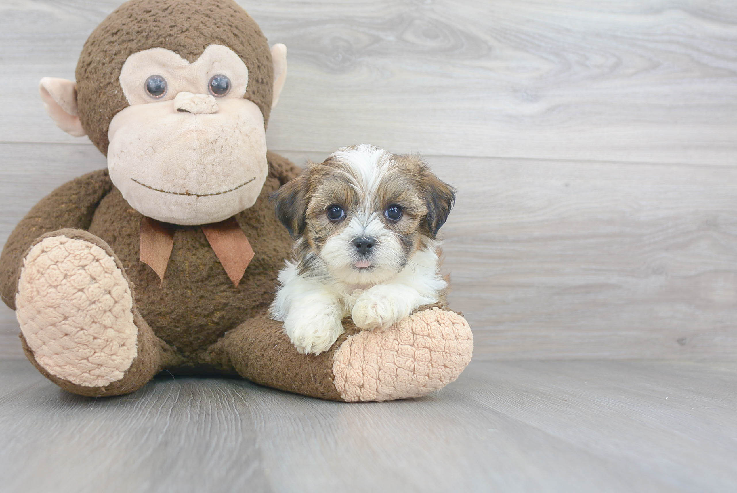 Hypoallergenic Shitzu Designer Puppy
