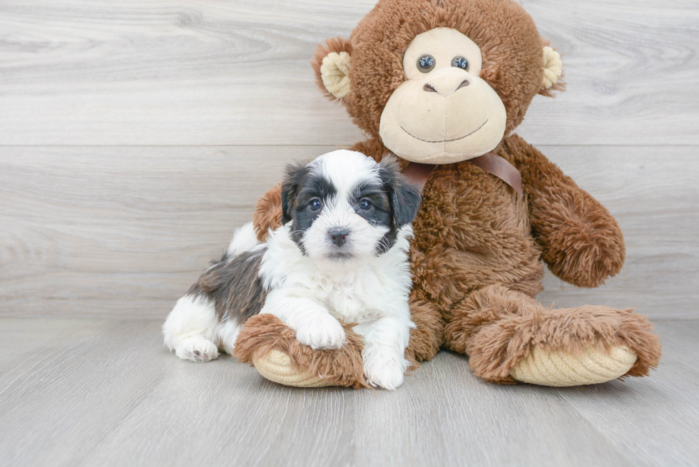 Teddy Bear Pup Being Cute